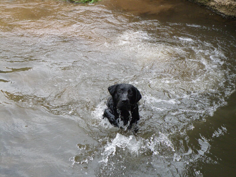 Black Dog in Water