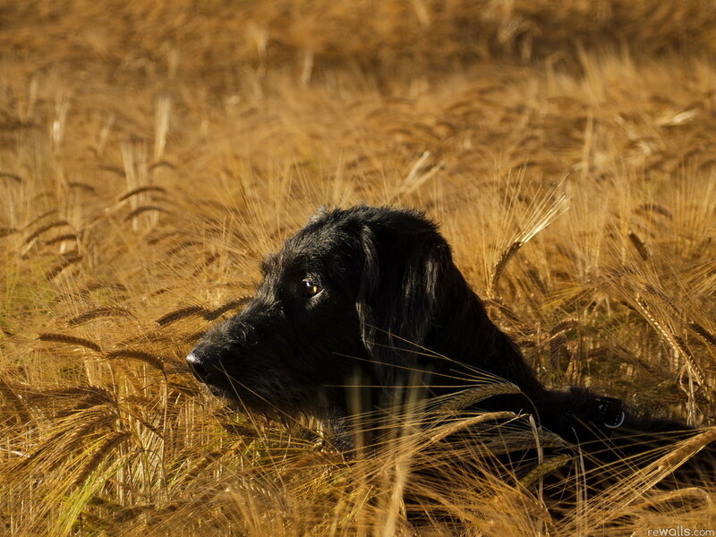 Black Dog in Wheat Field — Brown