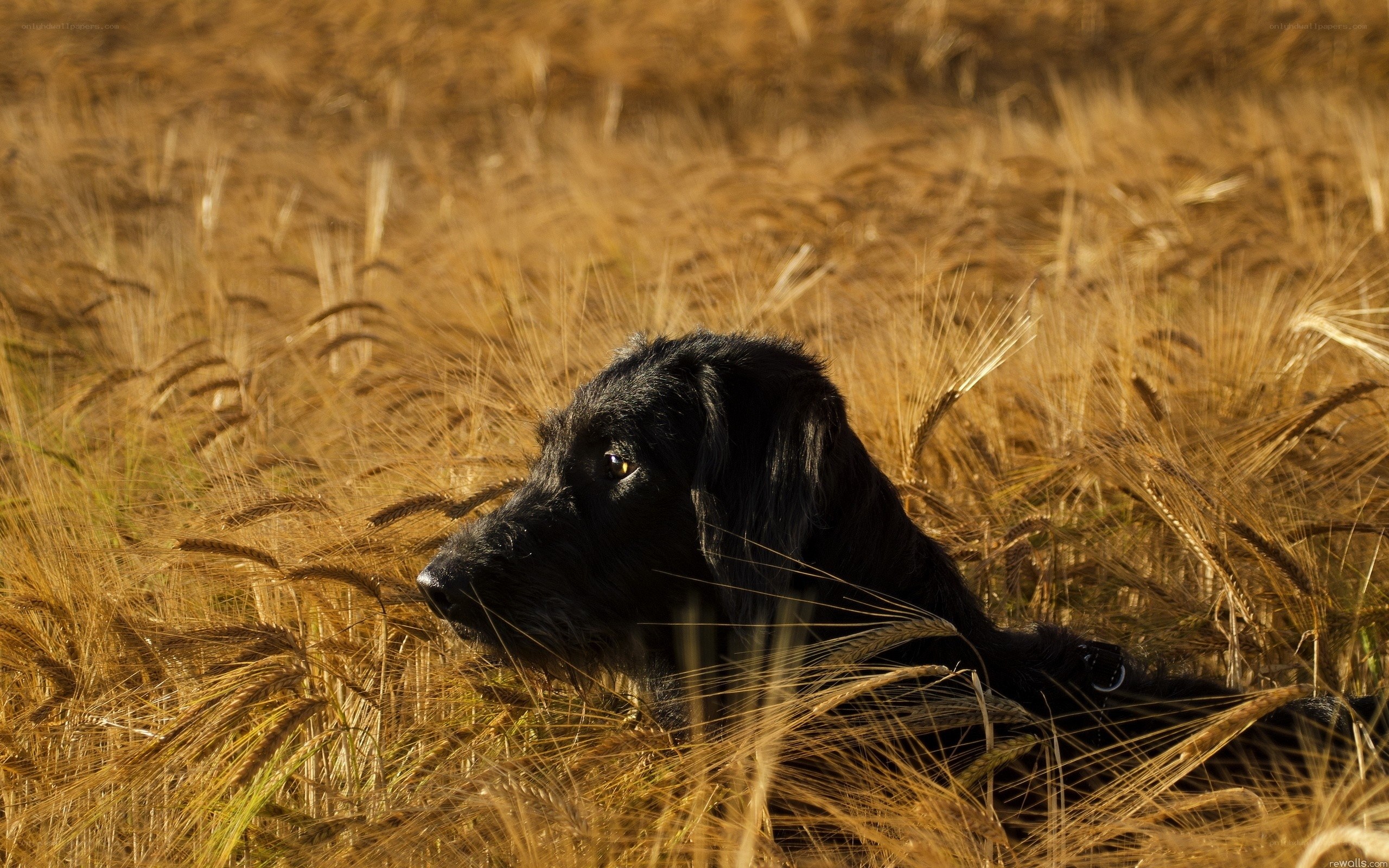 Black dog in wheat field
