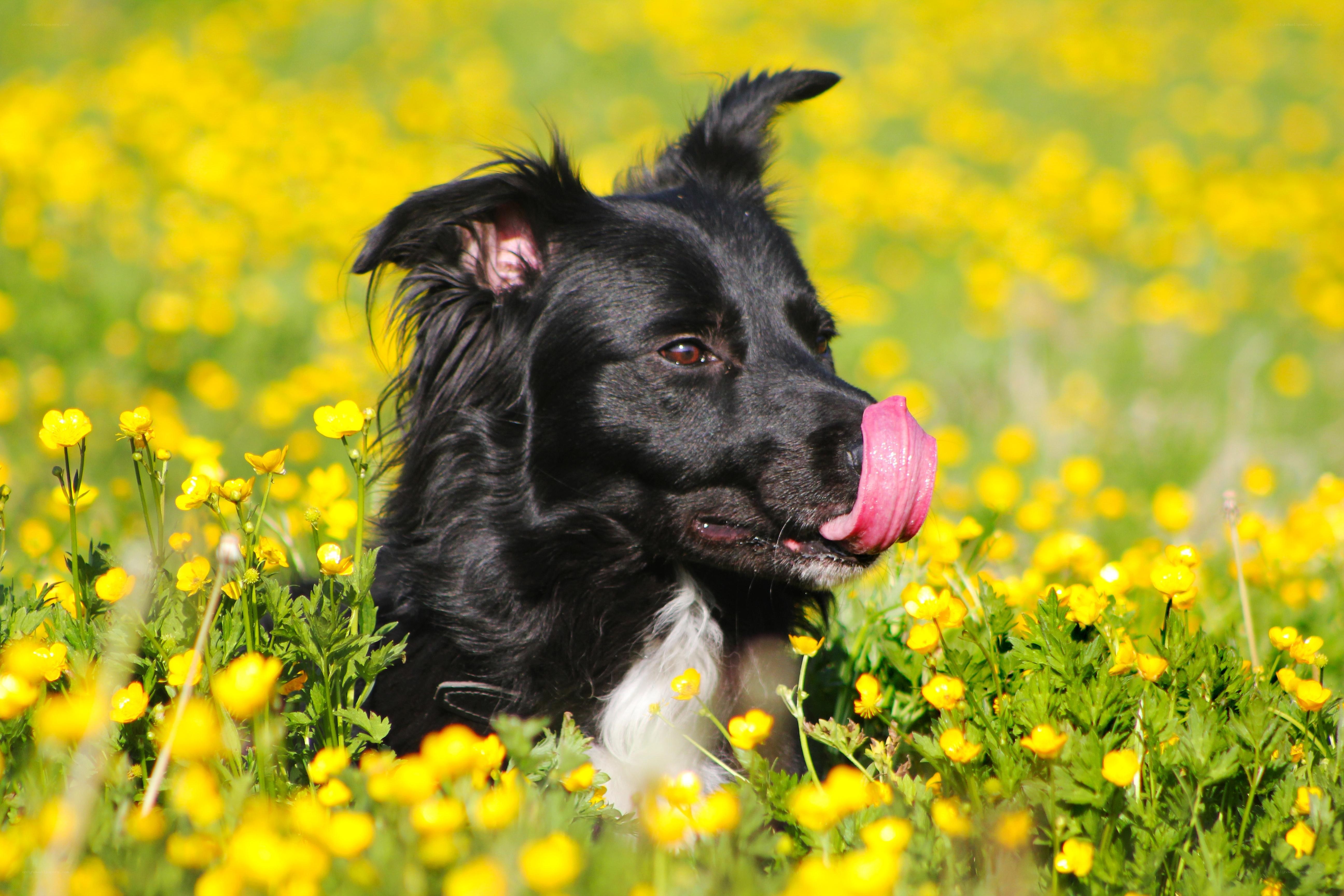 Black dog in yellow flowers
