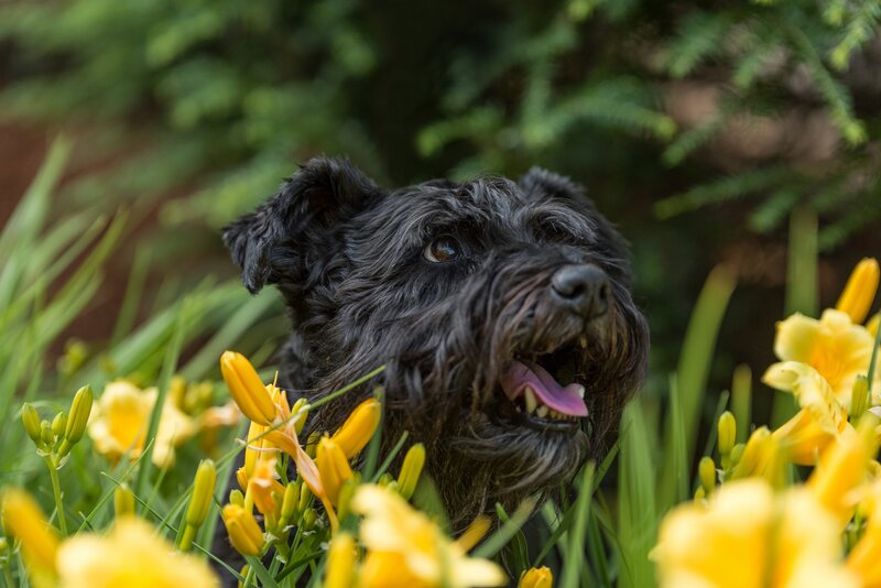 Black dog in yellow flowers