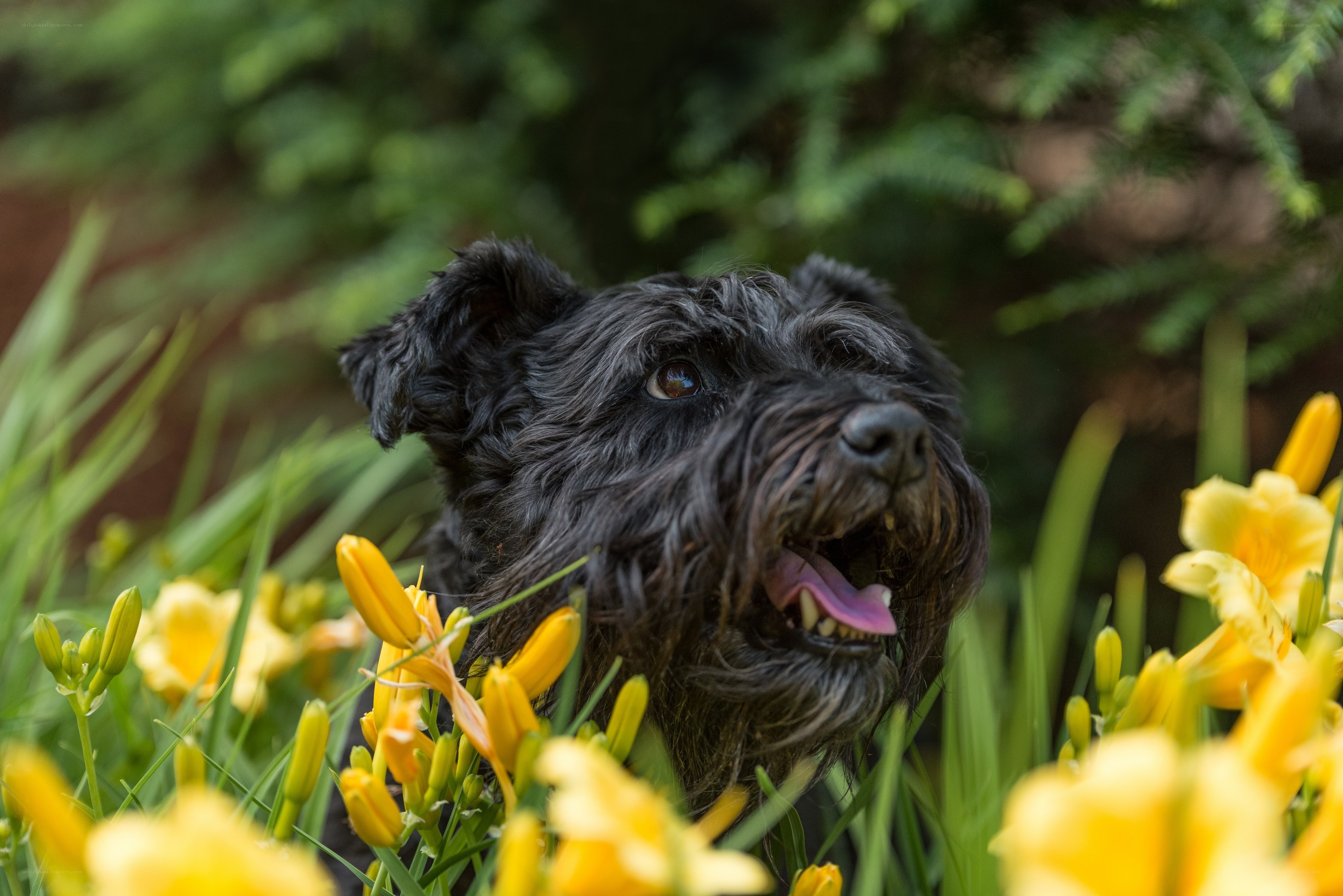 Black dog in yellow flowers