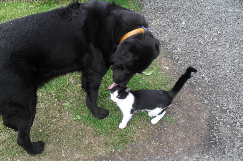 Black Dog Licking Cat