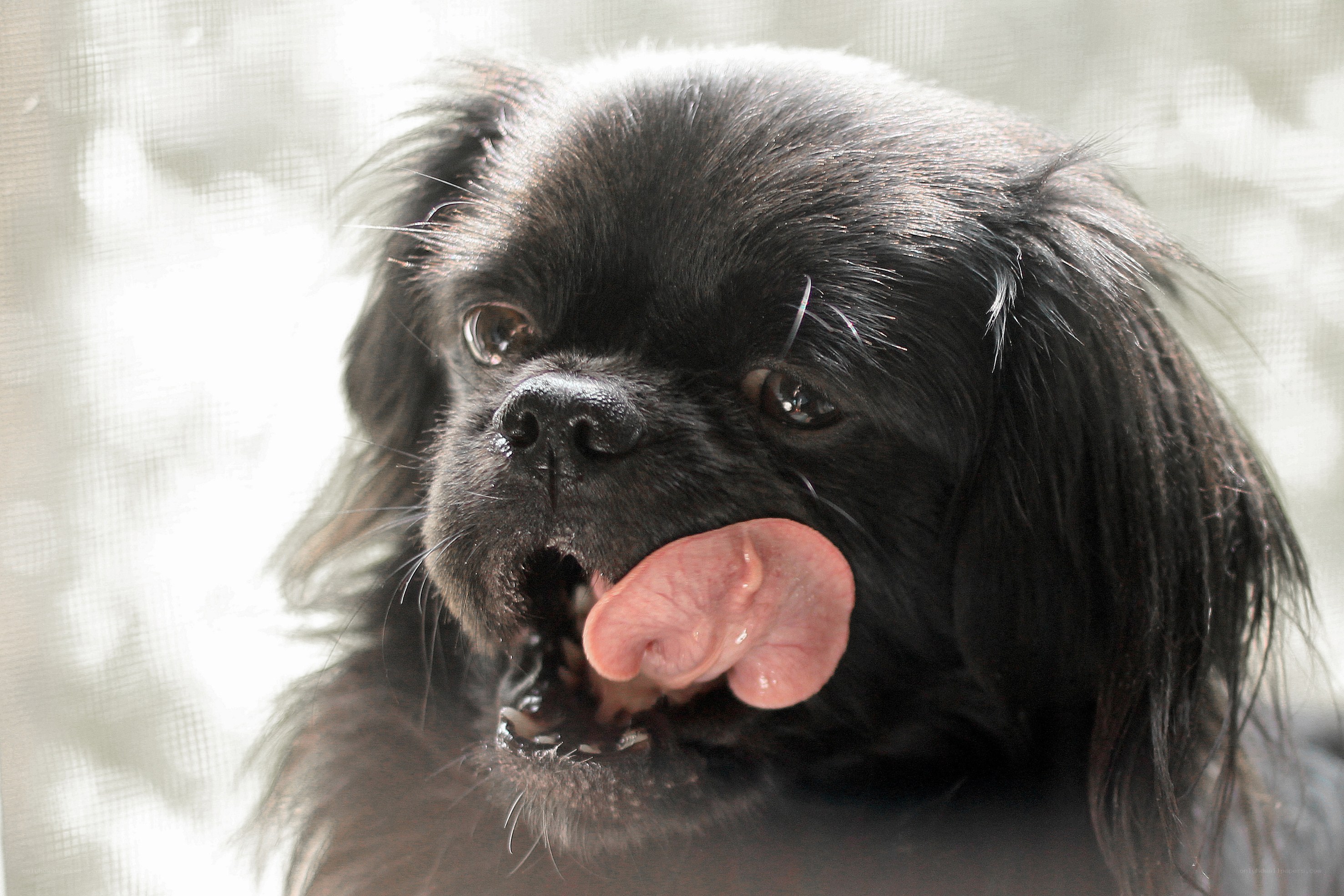 Black dog licking its lips