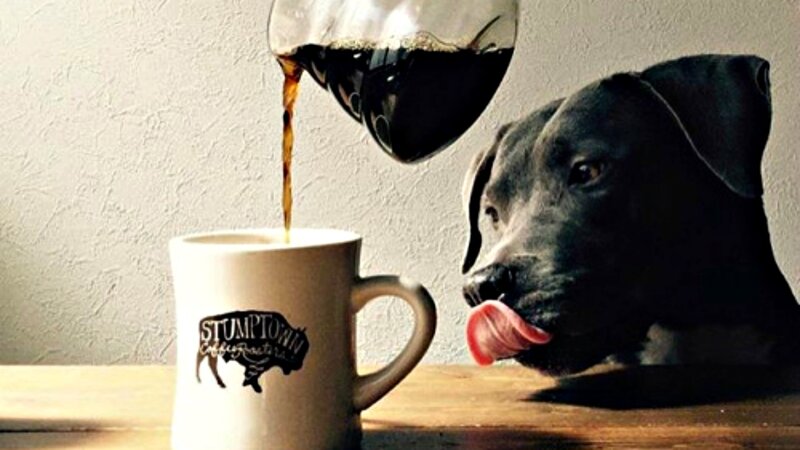 Black Dog Licking Lips