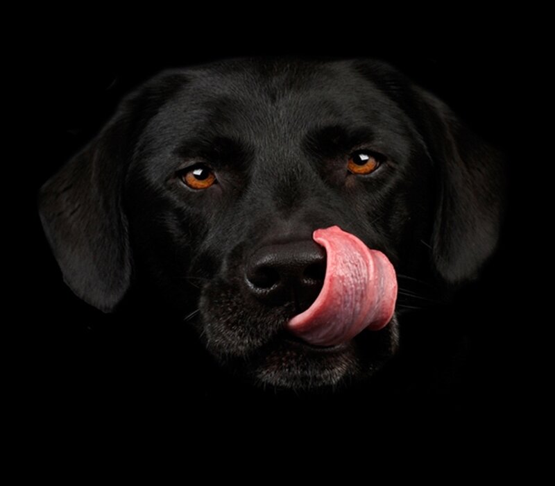 black dog licking nose