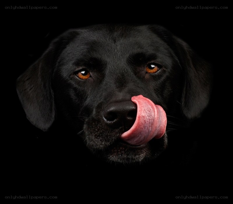 black dog licking nose