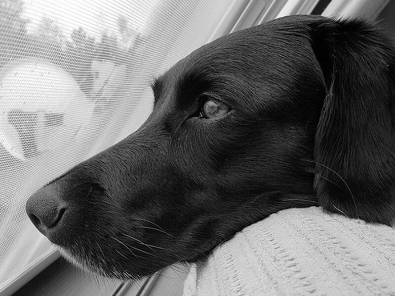 Black Dog Looking Out Window — Calm