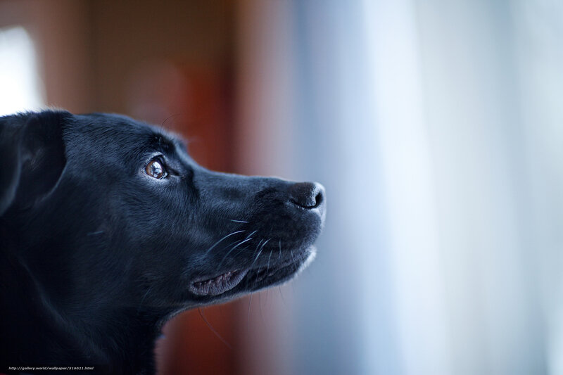 black dog looking out window
