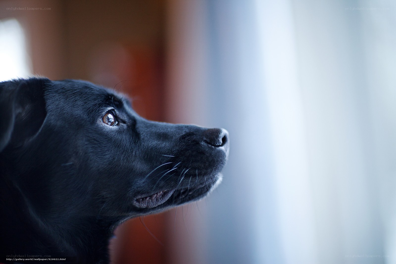 black dog looking out window