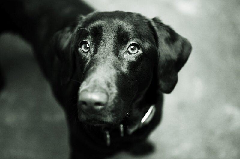 black dog looking up