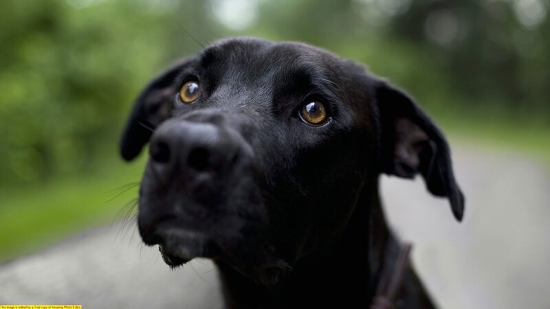 black dog looking up