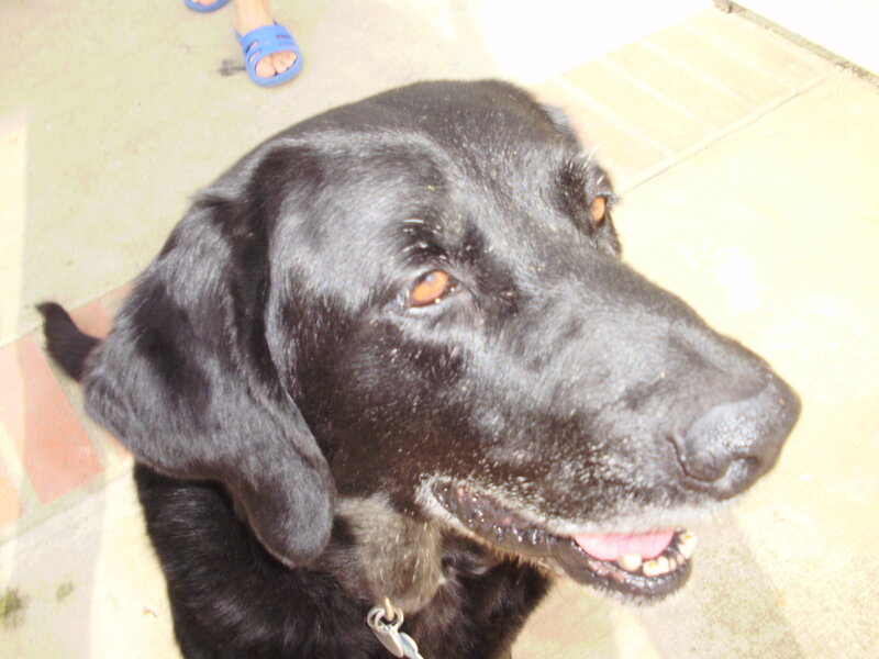 black dog looking up