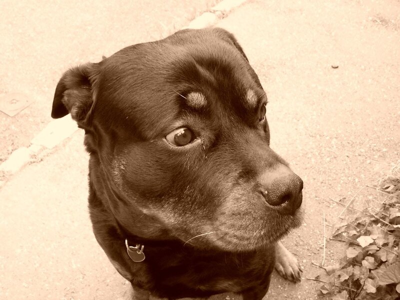 Black Dog Looking Up — Brown