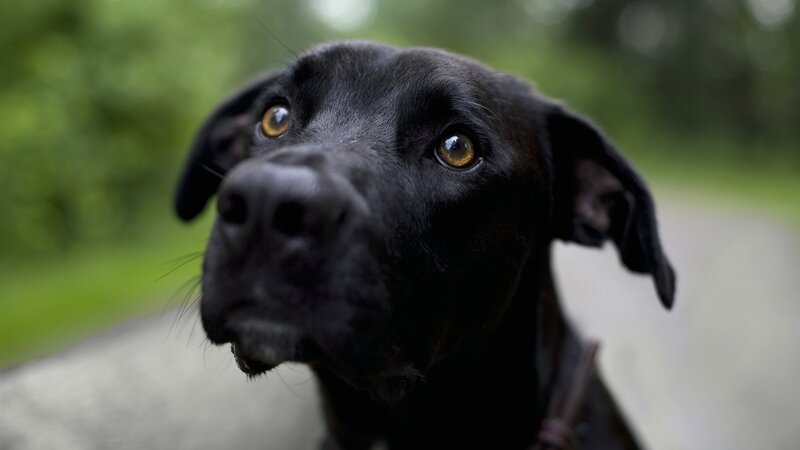 Black Dog Looking Up — Calm, Afternoon