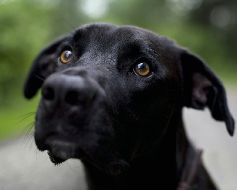 Black Dog Looking Up — Calm, Photograph, Ears