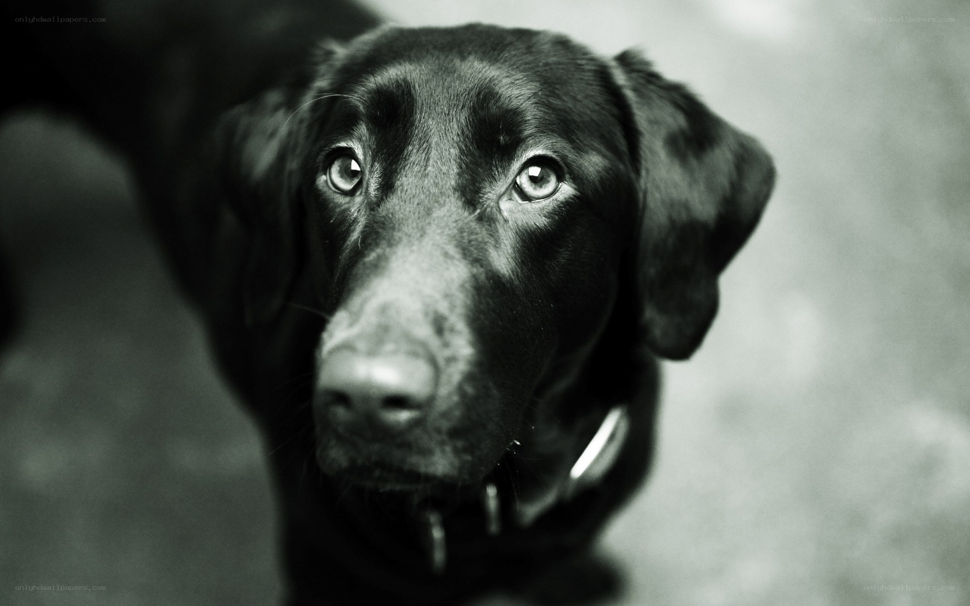 black dog looking up