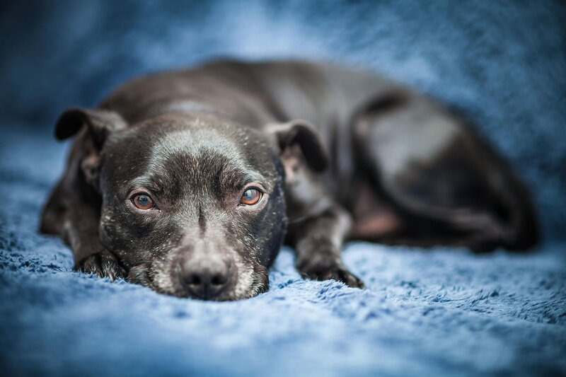 Black Dog Lying Down — Blue, Calm