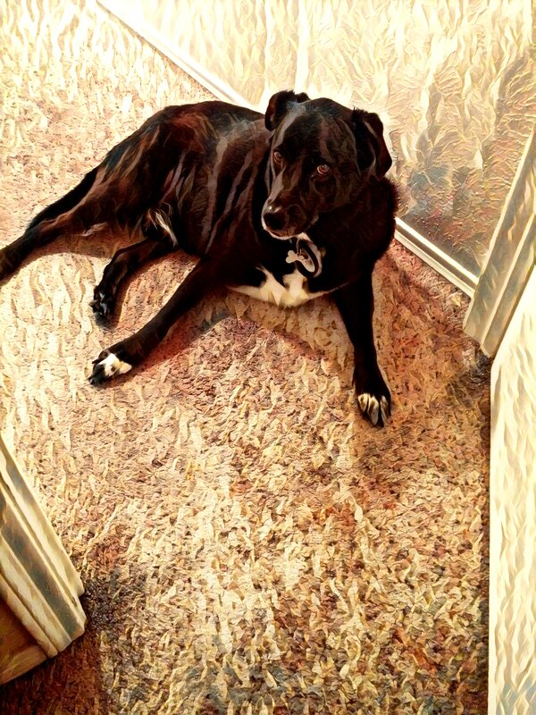 Black Dog Lying Down — Brown