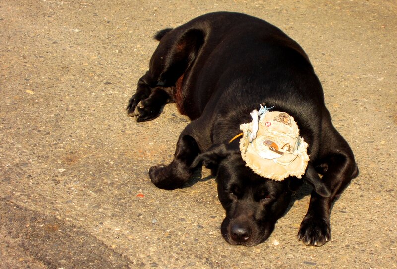 Black Dog Lying Down — Calm, Afternoon