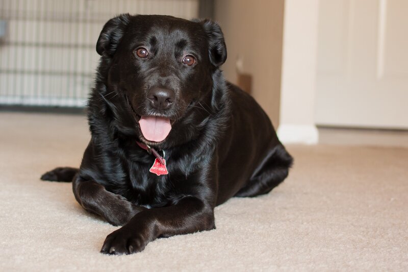 Black Dog Lying Down — Calm, Photograph, Carpet