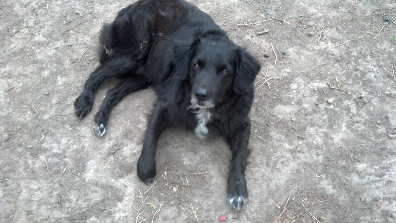 Black Dog Lying Down — Calm, Photograph, Dirt Ground, Sticks