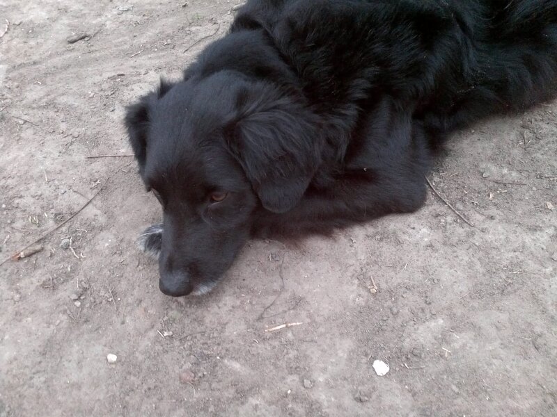 Black Dog Lying Down — Calm, Photograph, Dirt Ground