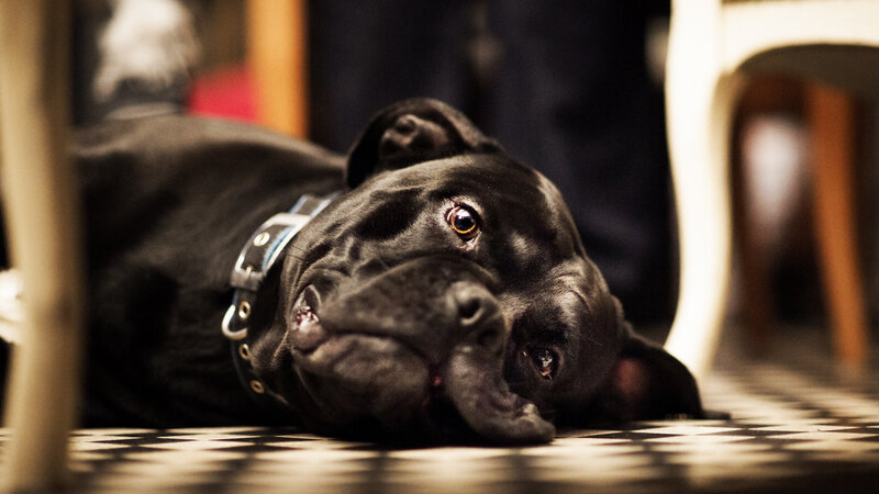 Black Dog Lying Down — Calm, Photograph, Floor