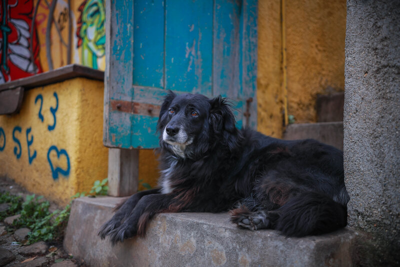 Black Dog Lying Down — Calm, Photograph, Graffiti