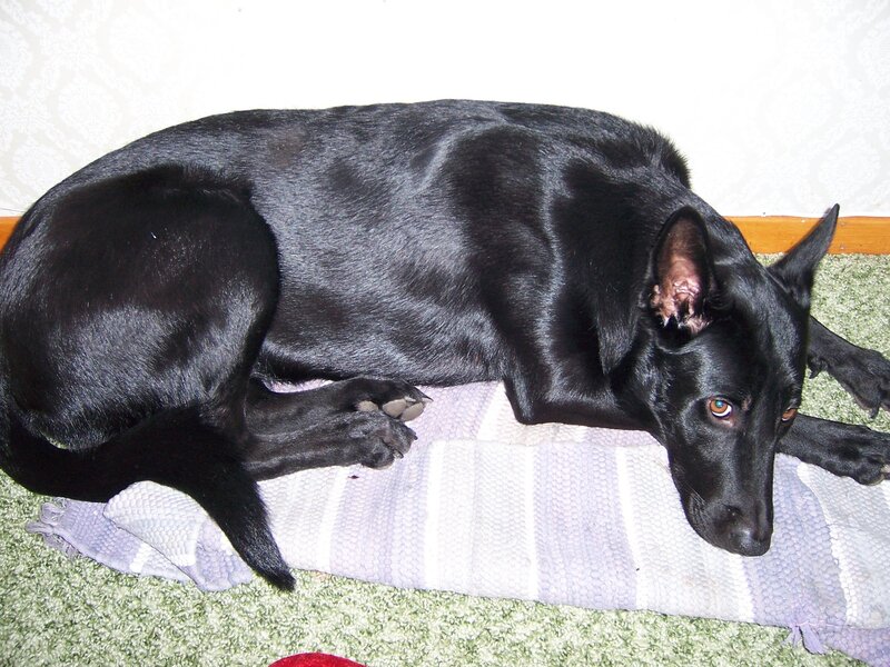 Black Dog Lying Down — Calm, Photograph, Rug