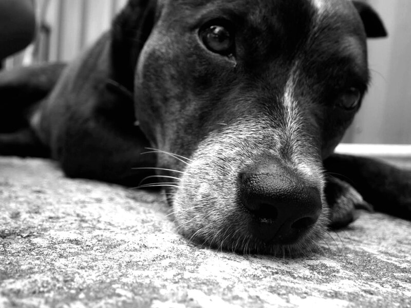 Black Dog Lying Down — Calm, Photograph