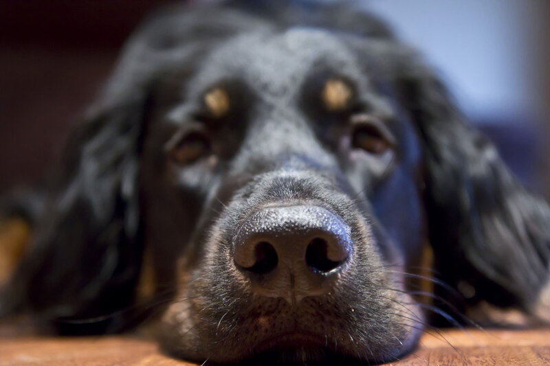 Black Dog Lying Down — Calm, Photograph, Wooden Surface
