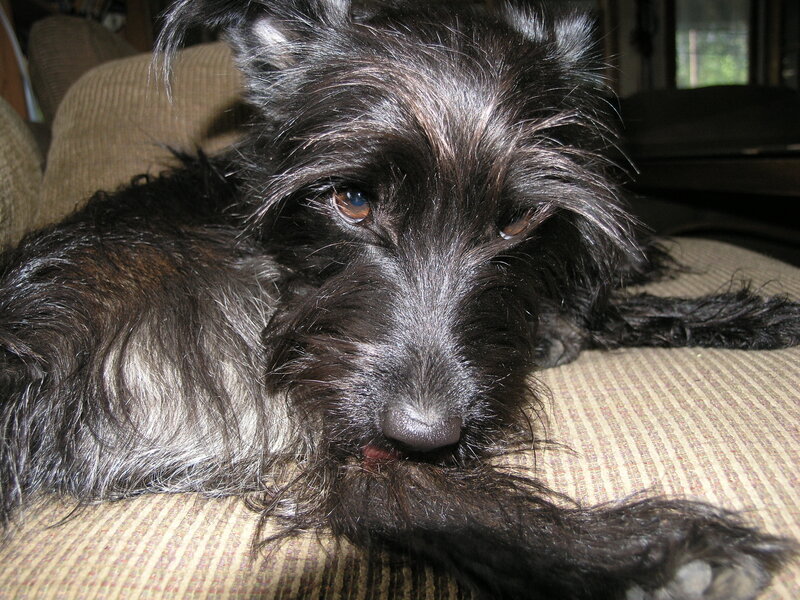 Black Dog Lying Down — Calm