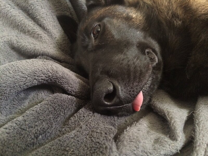 Black Dog Lying Down — Gray