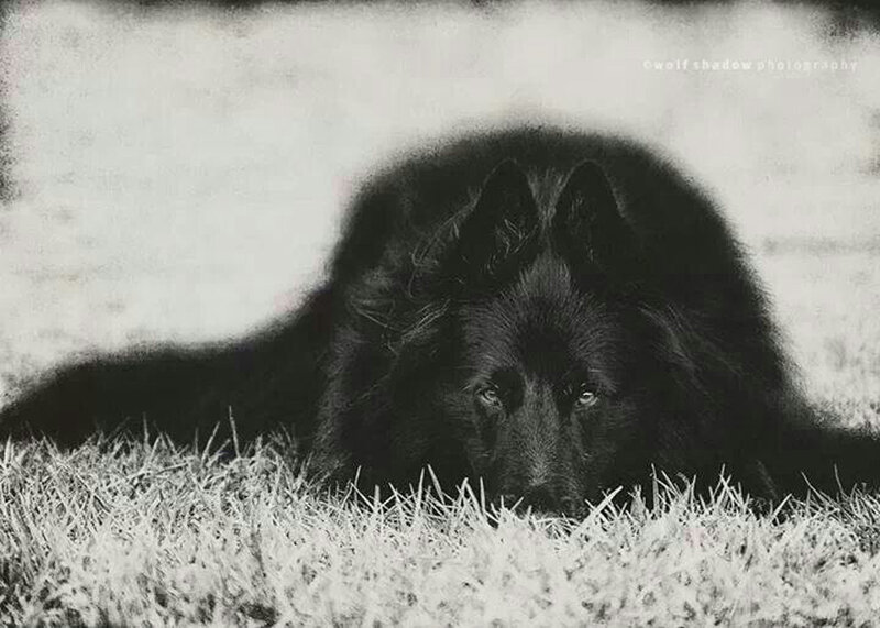 Black Dog Lying in Grass — Calm, Photograph
