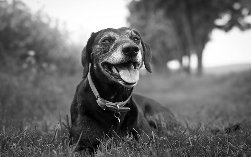 Black Dog Lying in Grass — Calm