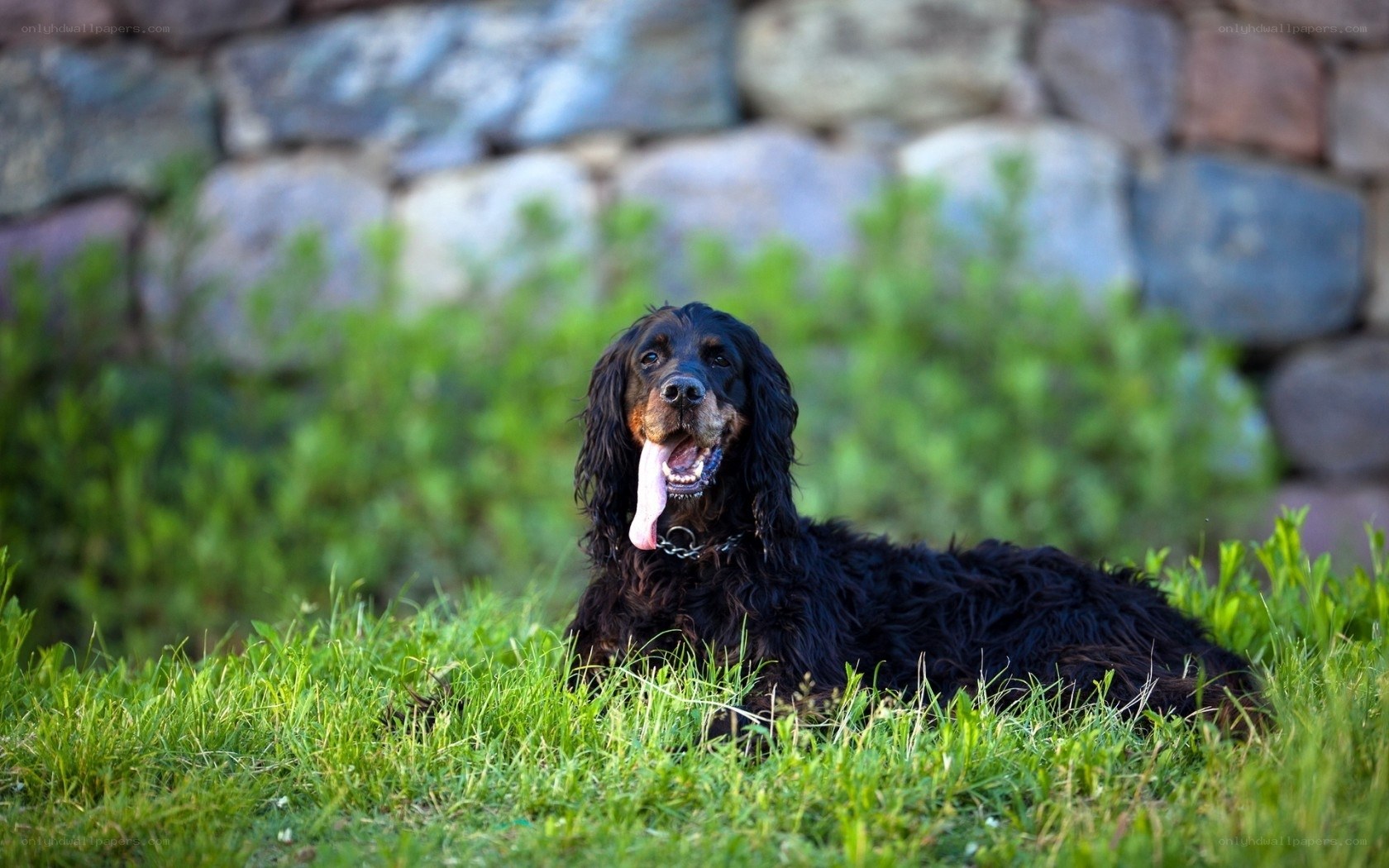 black dog lying in grass