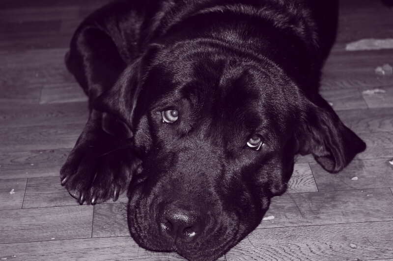 black dog lying on floor