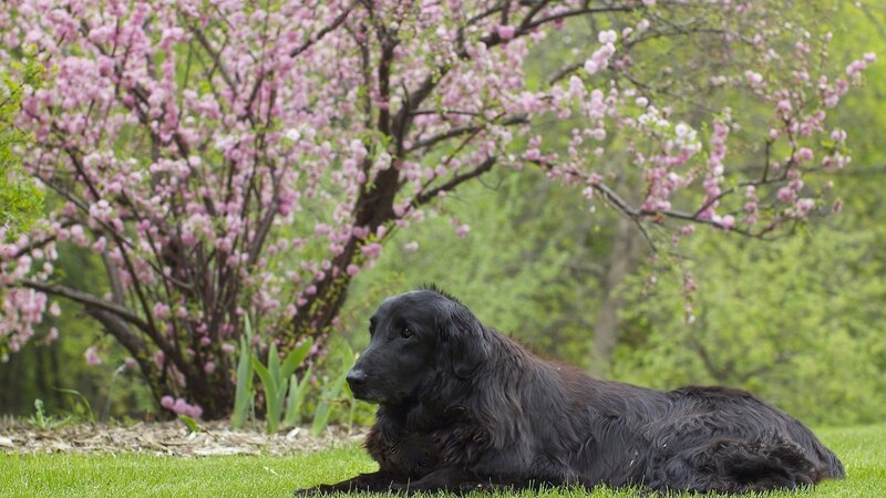 Black Dog Lying on Grass — Green
