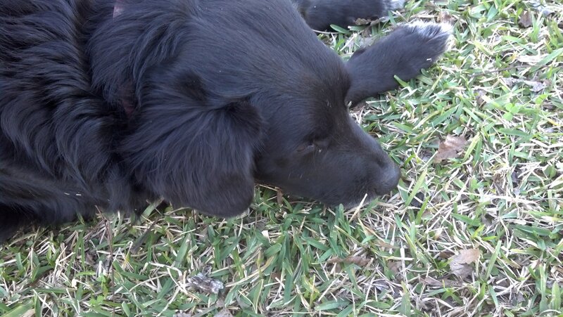 Black Dog Lying on Grass