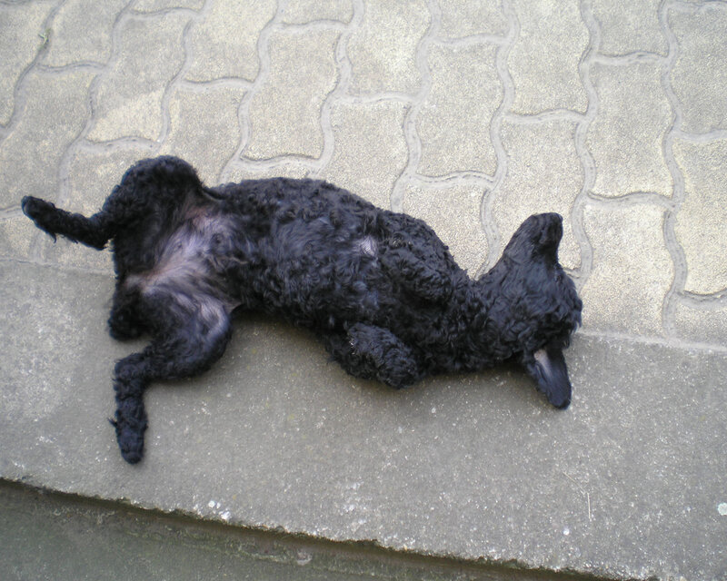 black dog lying on its back