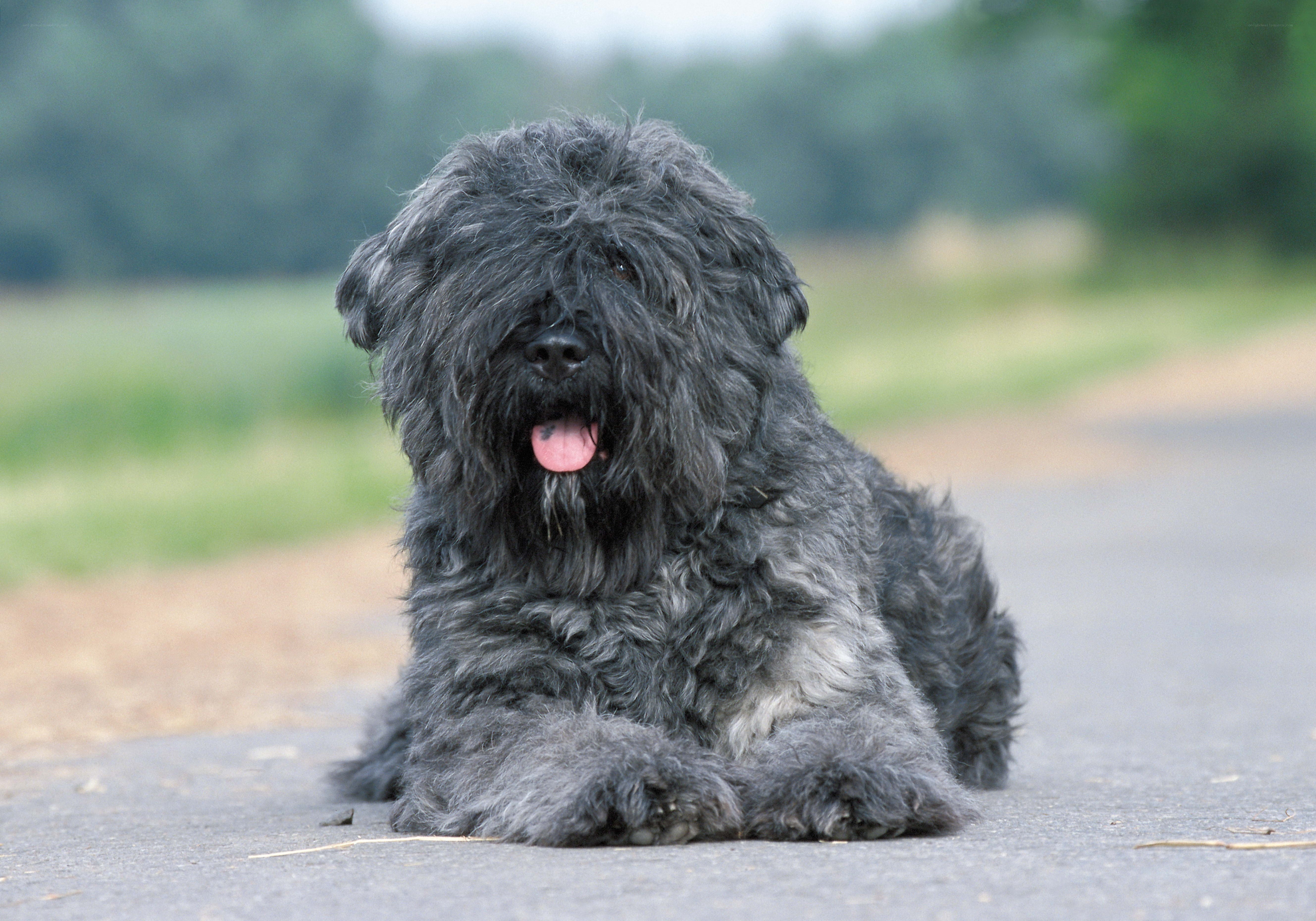 black dog lying on road
