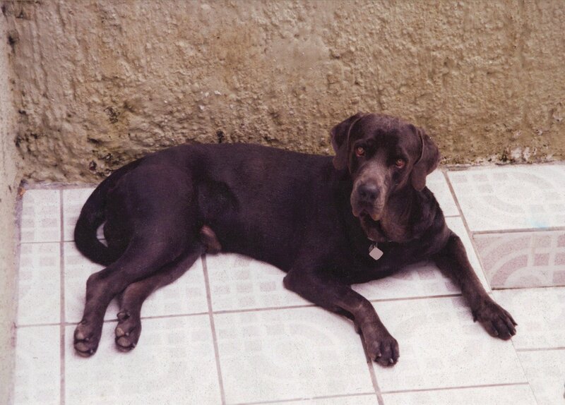 black dog lying on tiles