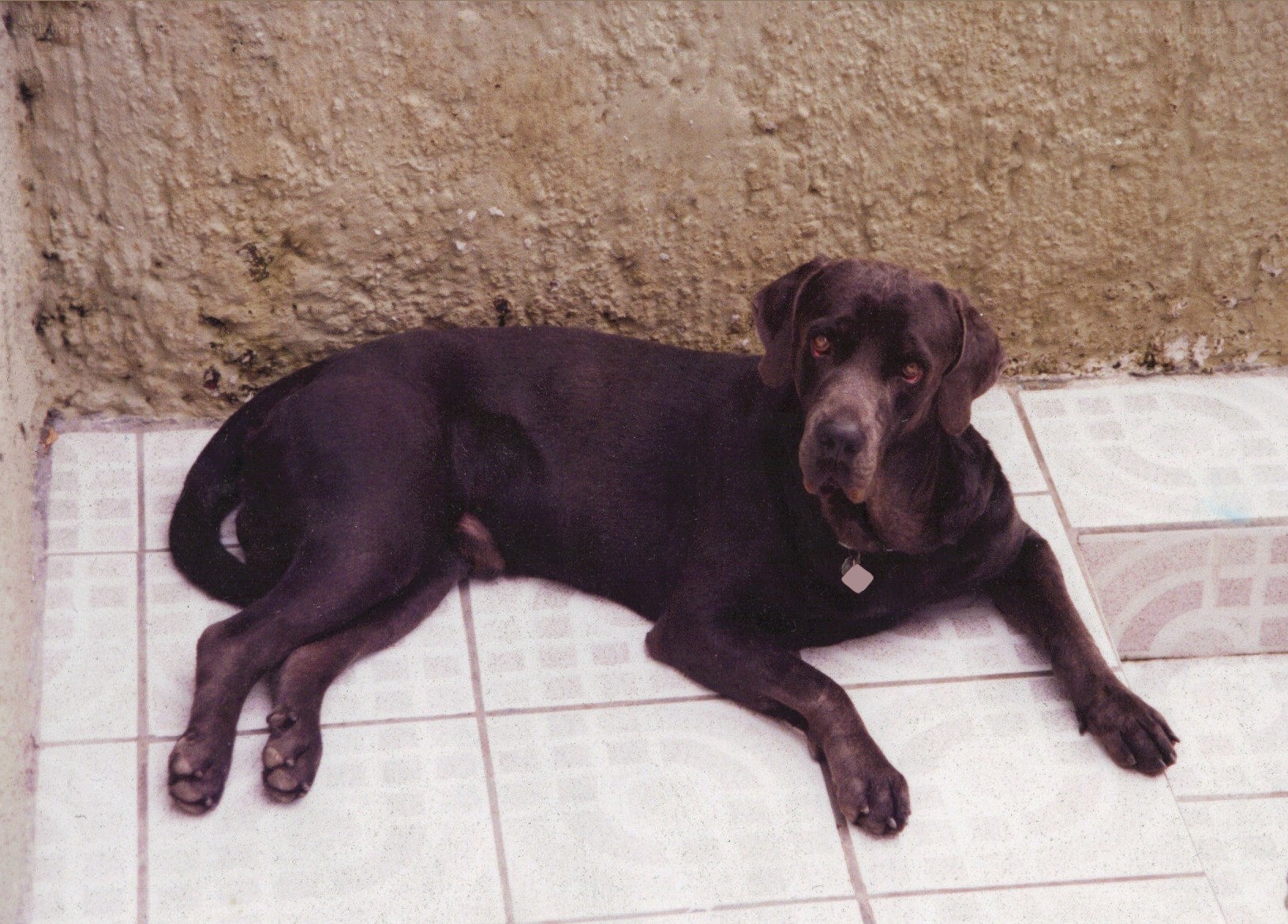 black dog lying on tiles