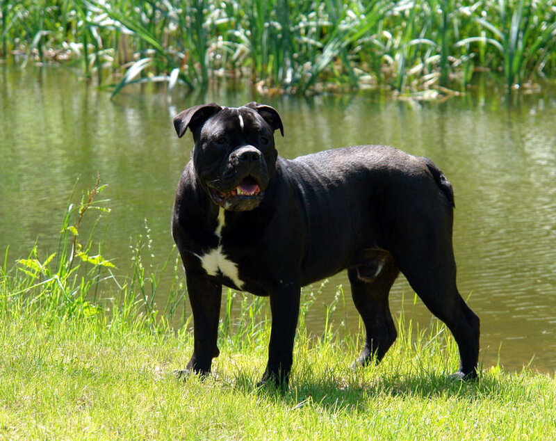 Black Dog Near Pond