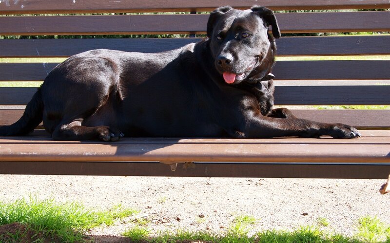 Black dog on a bench