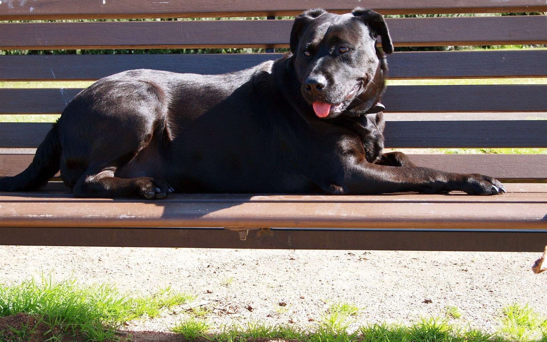 Black dog on a bench