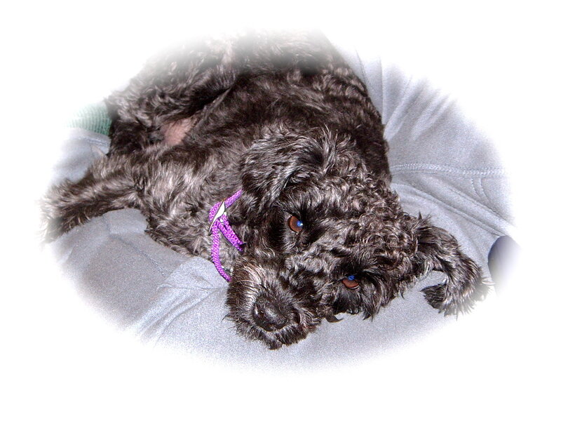 black dog on a blanket