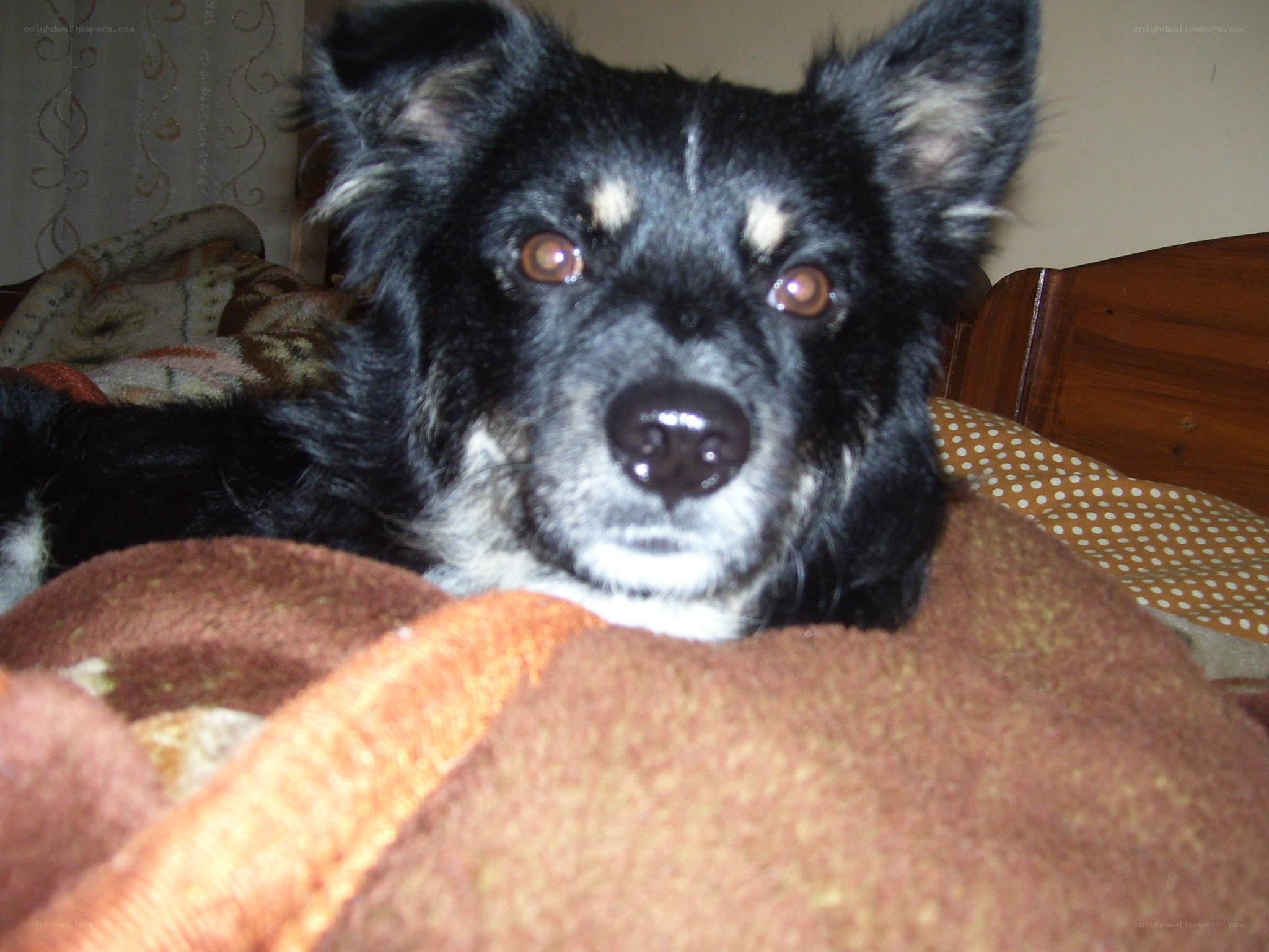 black dog on a blanket
