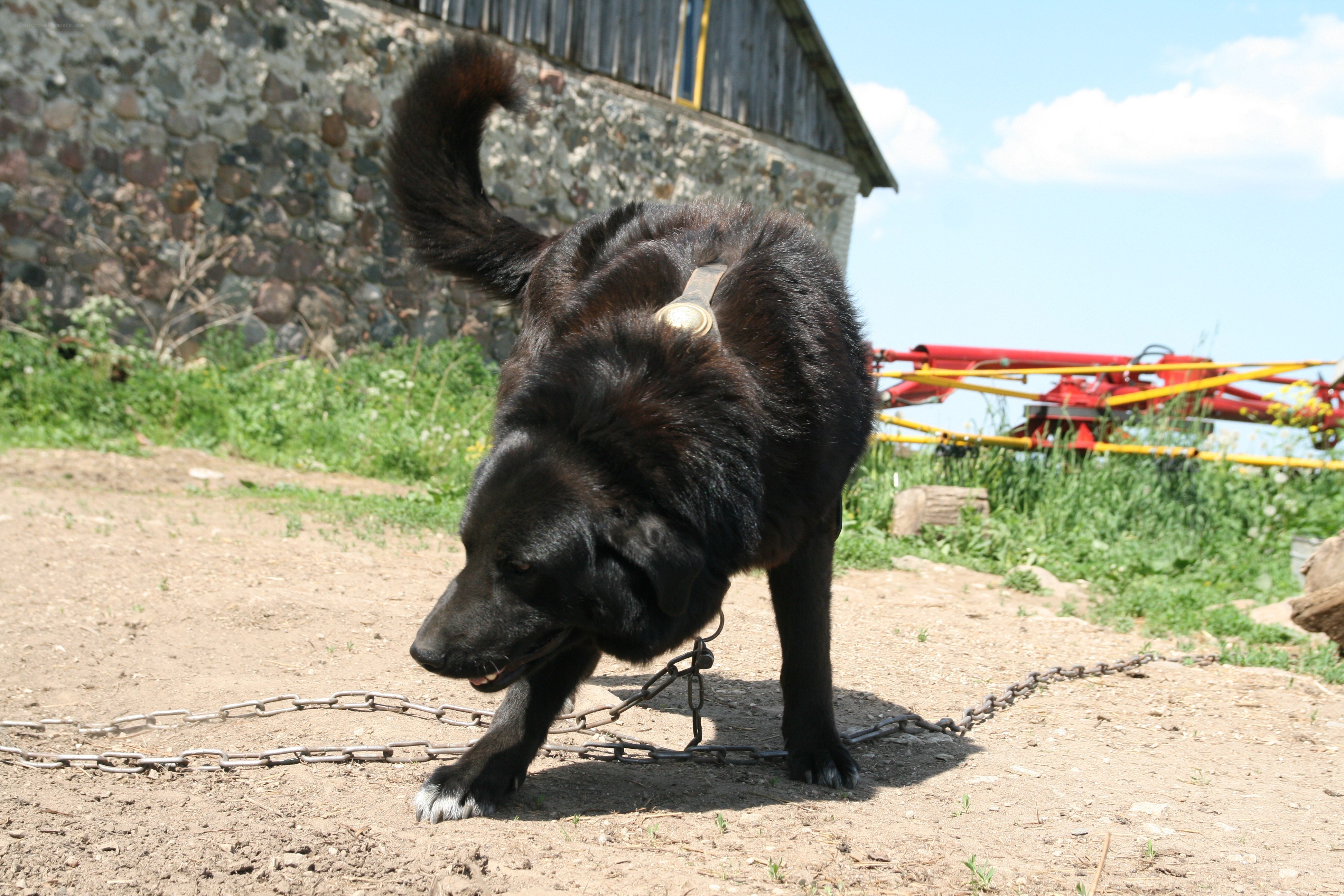 black dog on a chain